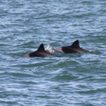 Dauphin d'Heaviside (Walvis Bay)