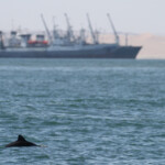 Dauphin d'Heaviside (Walvis Bay)