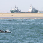 Dauphin d'Heaviside (Walvis Bay)
