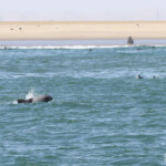 Dauphin d'Heaviside (Walvis Bay)