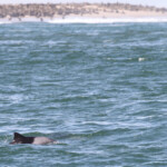 Dauphin d'Heaviside (Walvis Bay)