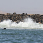 Otarie à fourrure du Cap (Walvis Bay)