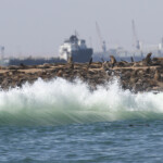 Otarie à fourrure du Cap (Walvis Bay)