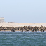 Otarie à fourrure du Cap (Walvis Bay)