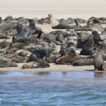 Otarie à fourrure du Cap (Walvis Bay)
