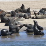 Otarie à fourrure du Cap (Walvis Bay)
