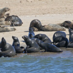 Otarie à fourrure du Cap (Walvis Bay)