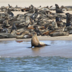 Otarie à fourrure du Cap (Walvis Bay)