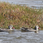 Canard à bec rouge (Walvis Bay)