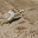 Gravelot à front blanc (Walvis Bay)