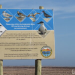 Les plages au nord de Walvis Bay