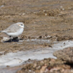 Pluvier élégant (Walvis Bay)