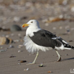 Goéland dominicain (Walvis Bay)