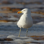 Goéland dominicain (Walvis Bay)