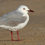 Mouette de Hartlaub (Walvis Bay)