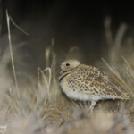 Courvite à double-bande (Spitzekoppe)
