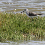 Chevalier aboyeur (Salins de Walvis Bay)