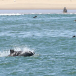 Dauphin d'Heaviside (Walvis Bay)