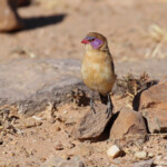 Violet-eared waxbill, Cordonbleu grenadin au sud de Windhoek