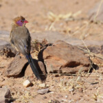 Violet-eared waxbill, Cordonbleu grenadin au sud de Windhoek