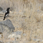 Traquet montagnard, Désert du Namib