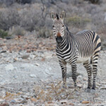 Zèbre de Hartmann, Naukluft