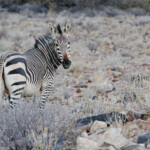 Zèbre de Hartmann, Naukluft