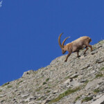 Bouquetin des Alpes, Col de l'Encombrette, juin 2016