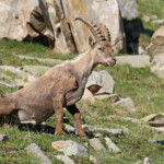Bouquetin des Alpes, Col de l'Encombrette, juin 2016