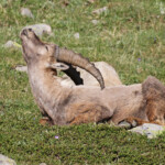 Bouquetin des Alpes, Col de l'Encombrette, juin 2016