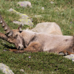 Bouquetin des Alpes, Col de l'Encombrette, juin 2016