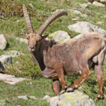 Bouquetin des Alpes, Col de l'Encombrette, juin 2016