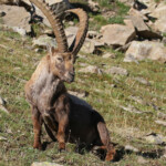 Bouquetin des Alpes, Col de l'Encombrette, juin 2016