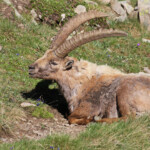 Bouquetin des Alpes, Col de l'Encombrette, juin 2016