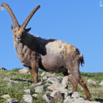 Bouquetin des Alpes, Col de l'Encombrette, juin 2016