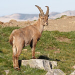 Bouquetin des Alpes, Col de l'Encombrette, juin 2016