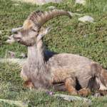 Bouquetin des Alpes, Col de l'Encombrette, juin 2016