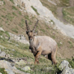 Bouquetin des Alpes, Col de l'Encombrette, juin 2016