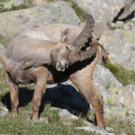 Bouquetin des Alpes, Col de l'Encombrette, juin 2016