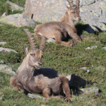 Bouquetins des Alpes, Col de l'Encombrette, juin 2016