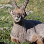 Bouquetin des Alpes, Col de l'Encombrette, juin 2016