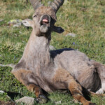 Bouquetin des Alpes, Col de l'Encombrette, juin 2016