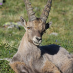 Bouquetin des Alpes, Col de l'Encombrette, juin 2016