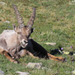 Bouquetin des Alpes, Col de l'Encombrette, juin 2016