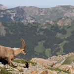 Bouquetin des Alpes, Col de l'Encombrette, juin 2016