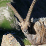 Bouquetin des Alpes, Col de l'Encombrette, juin 2016