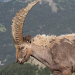 Bouquetin des Alpes, Col de l'Encombrette, juin 2016