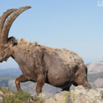 Bouquetin des Alpes, Col de l'Encombrette, juin 2016