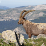 Bouquetin des Alpes, Col de l'Encombrette, juin 2016