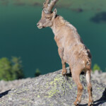 Bouquetin des Alpes, Col de l'Encombrette, juin 2016